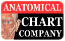 Anatomical Chart Company - Charts