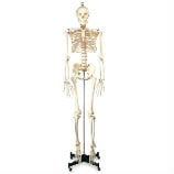 Other Spine & Skeleton Anatomical Models