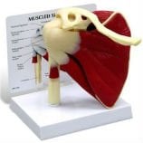 Extremeties, Limbs & Peripheral Joint Anatomical Models