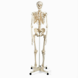 Full Size Anatomical Skeletons