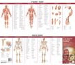 Anatomical Chart Company's Illustrated Pocket Anatomy: The Muscular & Skeletal Systems Study Guide. Edition Second