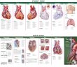 Anatomical Chart Company's Illustrated Pocket Anatomy: Anatomy of The Heart Study Guide. Edition Second