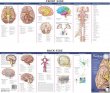 Anatomical Chart Company's Illustrated Pocket Anatomy: Anatomy of The Brain Study Guide. Edition Second