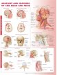 Anatomy and Injuries of the Head and Neck Anatomical Chart