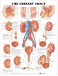 The Urinary Tract Anatomical Chart