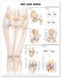 Hip and Knee Anatomical Chart. Edition Second