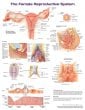 The Female Reproductive System Anatomical Chart. Edition Second