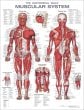 The Anatomical Male Muscular System Anatomical Chart. Edition Second