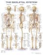 The Skeletal System Anatomical Chart. Edition Second