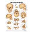 The Human Skull Anatomical Chart