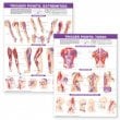 Trigger Point Chart Set: Torso & Extremities  Lam. Edition Second