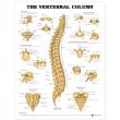 The Vertebral Column Anatomical Chart