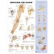 Shoulder and Elbow Anatomical Chart - ISBN 9781587797552
