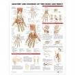 Anatomy and Injuries of the Hand and Wrist Anatomical Chart