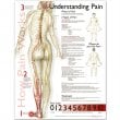 Understanding Pain Anatomical Chart