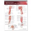 Lippincott Williams & Wilkins Atlas of Anatomy Musculature Chart: Upper Limb