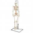 Flexible Mr Thrifty Skeleton With Spinal Nerves - WCP1NX