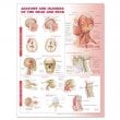 Anatomy and Injuries of the Head and Neck Anatomical Chart