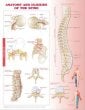 Anatomy and Injuries of the Spine Anatomical Chart