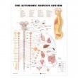The Autonomic Nervous System Anatomical Chart