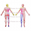 Body Chart Images Collection - Download Option