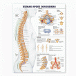 Human Spine Disorders Anatomical Chart. Edition Second