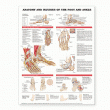 Anatomy and Injuries of the Foot and Ankle