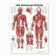 The Muscular System Anatomical Chart
