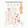 The Autonomic Nervous System Anatomical Chart