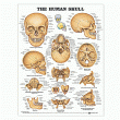 The Human Skull Anatomical Chart