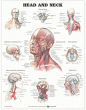 Head and Neck Anatomical Chart