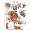 The Eye Anatomical Chart