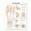Hip and Knee Anatomical Chart. Edition Second
