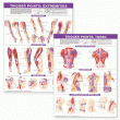 Trigger Point Chart Set: Torso & Extremities Paper. Edition Second