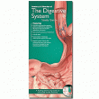 Anatomical Chart Company's Illustrated Pocket Anatomy: Anatomy & Disorders of The Digestive System Study Guide. Edition Second