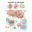 Anatomy of the Brain Anatomical Chart