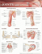 Joints of the Upper Extremities Anatomical Chart 