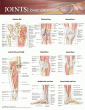Joints of the Lower Extremities Anatomical Chart 
