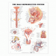 The Male Reproductive System Anatomical Chart