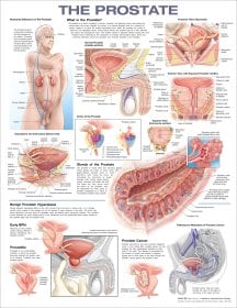 The Prostate Anatomical Chart. Edition Second