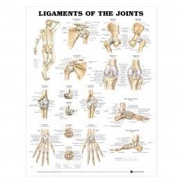 Ligaments of the Joints Anatomical Chart