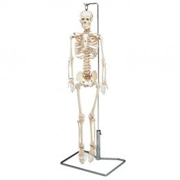 Flexible Mr Thrifty Skeleton With Spinal Nerves - WCP1NX