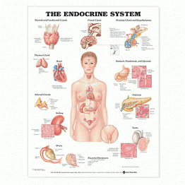 The Endocrine System Anatomical Chart