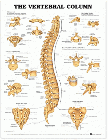 The Vertebral Column Anatomical Chart