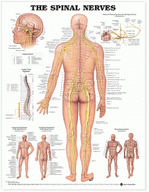 The Spinal Nerves Anatomical Chart
