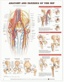 Anatomy and Injuries of the Hip Anatomical Chart