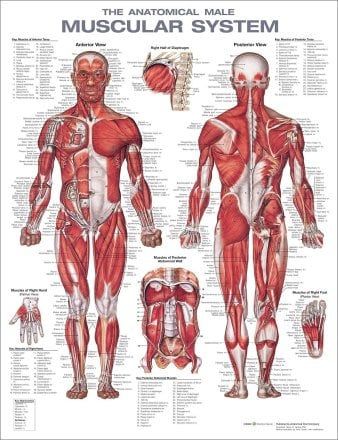 The Anatomical Male Muscular System Anatomical Chart. Edition Second
