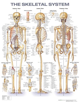 The Skeletal System Anatomical Chart. Edition Second