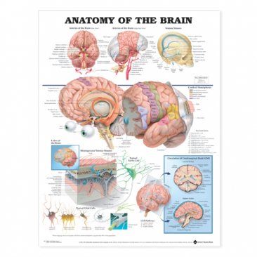 Anatomy of the Brain Anatomical Chart - Flexible Laminated ISBN 9781587790898