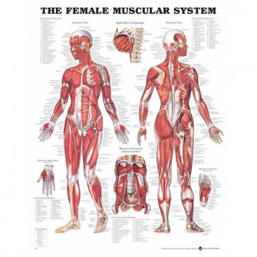 Female Muscular System,Anatomical Chart,Flexible Laminated,ISBN 9781587795657